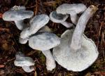 fungi images: Albatrellus caeruleoporus